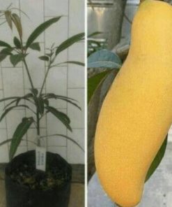 jual bibit mangga banana super manis berkualitas Hulu Sungai Utara