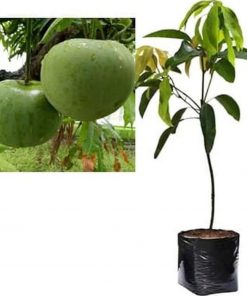 jual bibit mangga Bolaang Mongondow Timur