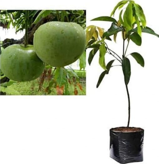 jual bibit mangga Bolaang Mongondow Timur