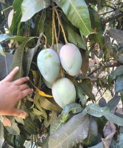 jual bibit mangga brazil Pontianak