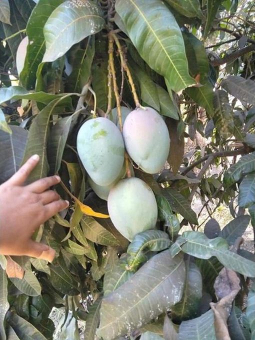 jual bibit mangga brazil Pontianak