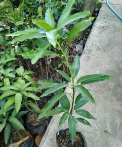 jual bibit mangga brazil Sabang