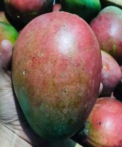 jual bibit mangga brazil Tulang Bawang