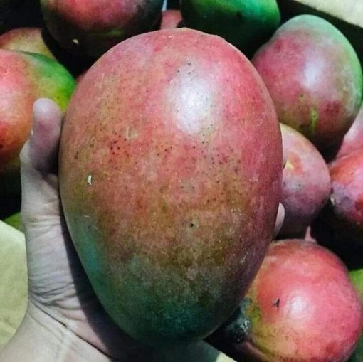 jual bibit mangga brazil Tulang Bawang