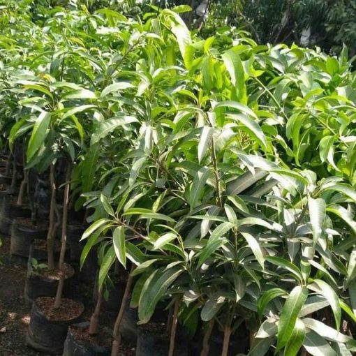 jual bibit mangga chokanan hasil stek okulasi cepat berbuah Cimahi