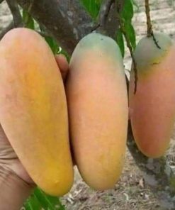 jual bibit mangga chokanan okulasi cepat berbuah super unggul Subulussalam