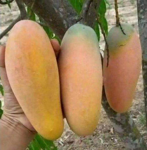 jual bibit mangga chokanan okulasi cepat berbuah super unggul Subulussalam