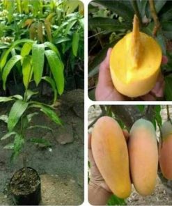 jual bibit mangga chokanan super murah Pakpak Bharat