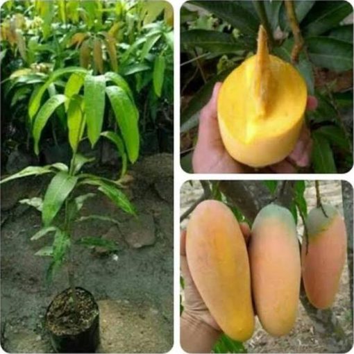 jual bibit mangga chokanan super murah Pakpak Bharat