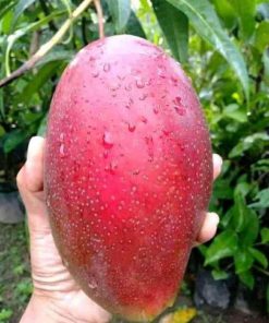 jual bibit mangga emperor red cepat berbuah Ogan Komering Ulu Timur