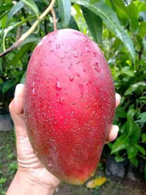 jual bibit mangga emperor red cepat berbuah Ogan Komering Ulu Timur