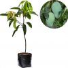 jual bibit mangga gadung terlaris Seruyan