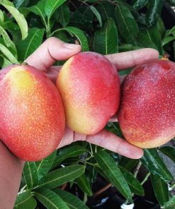 jual bibit mangga garifta merah okulasi cepat berbuah Kepulauan Selayar