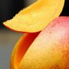 jual bibit mangga garifta merah okulasi cepat berbuah Pati