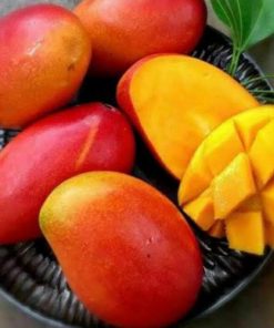 jual bibit mangga garifta merah okulasi cepat berbuah Sarolangun