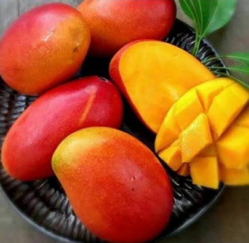 jual bibit mangga garifta merah okulasi cepat berbuah Sarolangun