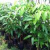 jual bibit mangga gedong gincu okulasi Sabang