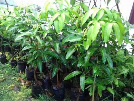 jual bibit mangga gedong gincu okulasi Sabang