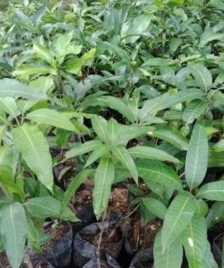 jual bibit mangga golek india Kutai Kertanegara