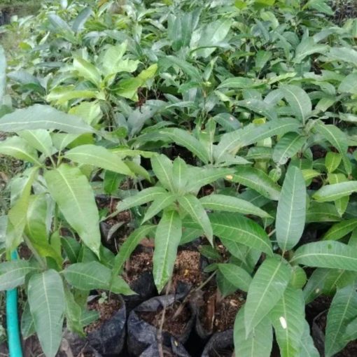 jual bibit mangga golek india Kutai Kertanegara