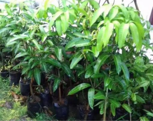 jual bibit mangga golek madu Barru