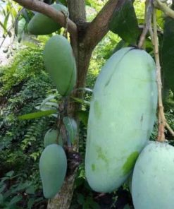 jual bibit mangga golek madu Tomohon