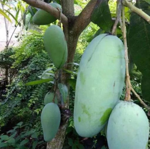 jual bibit mangga golek madu Tomohon