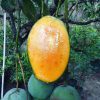 jual bibit mangga harum manis Deli Serdang