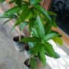 jual bibit mangga hasil okulasi stek Jombang