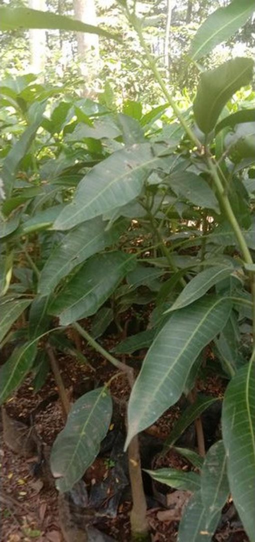 jual bibit mangga irwin australia ungu hasil stek okulasi cepat berbuah Lombok Tengah