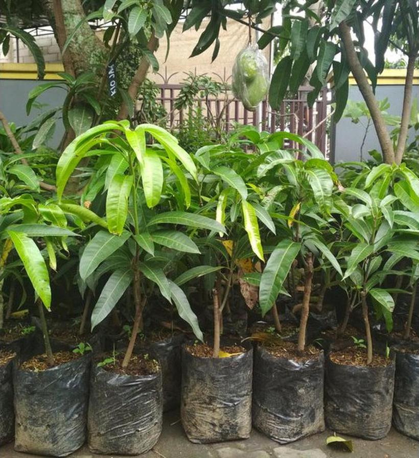 Gambar Produk jual bibit mangga irwin australia ungu hasil stek okulasi cepat berbuah Pegunungan Bintang