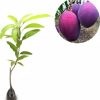 jual bibit mangga irwin erwin ungu pohon Siak