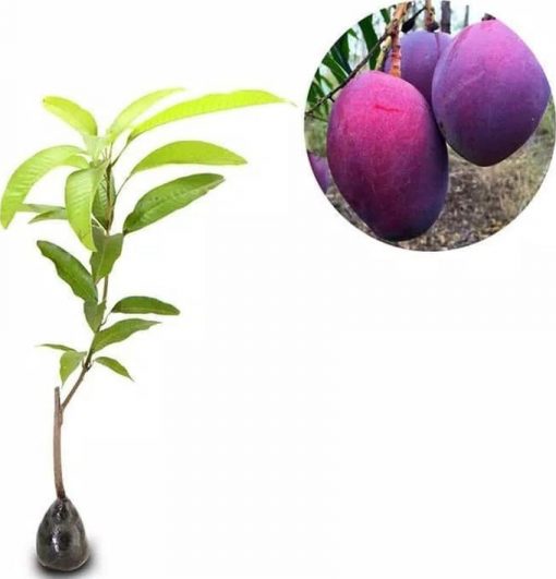 jual bibit mangga irwin erwin ungu pohon Siak