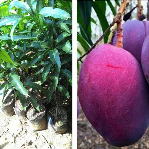 jual bibit mangga irwin erwin ungu pohon Sumba Tengah