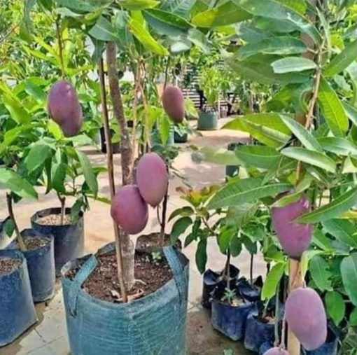 jual bibit mangga irwin okulasi super manis bisa Bengkalis