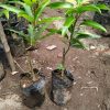 jual bibit mangga irwin okulasi Tidore Kepulauan