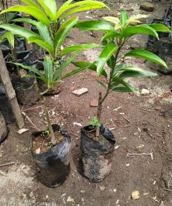 jual bibit mangga irwin okulasi Tidore Kepulauan