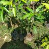 jual bibit mangga irwin Tabanan