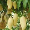 jual bibit mangga jenis golden namdokmai Dogiyai