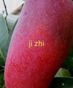 jual bibit mangga ji zhi asli import Langkat