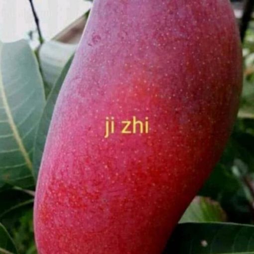 jual bibit mangga ji zhi asli import Langkat