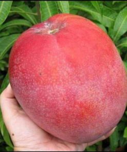 jual bibit mangga ji zhi asli import Pasuruan