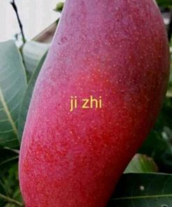 jual bibit mangga ji zhi asli import Tanah bumbu