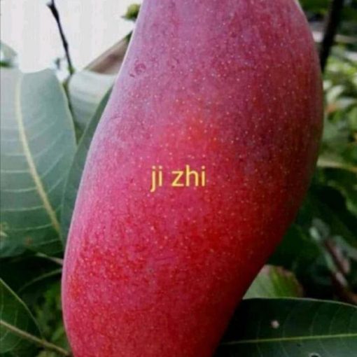 jual bibit mangga ji zhi asli import Tanah bumbu