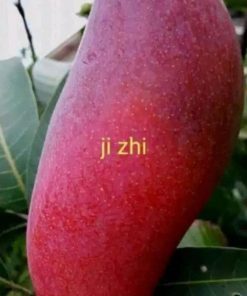 jual bibit mangga ji zhi cepat berbuah Lombok Tengah