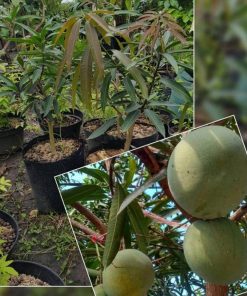 jual bibit mangga kelapa super manis Medan