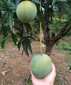 jual bibit mangga kelapa super manis Metro