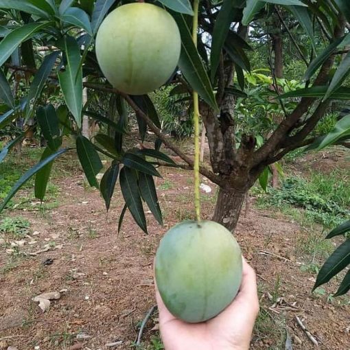 jual bibit mangga kelapa super manis Metro