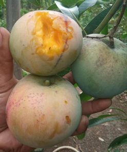 jual bibit mangga kelapa super manis Morowali