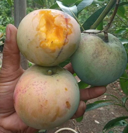 jual bibit mangga kelapa super manis Morowali